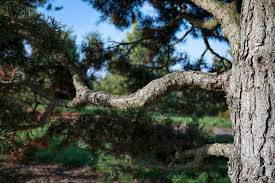 Attēlu rezultāti vaicājumam “Pinus sylvestris var. borussica”