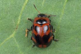 Attēlu rezultāti vaicājumam “Gonioctena viminalis”