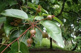 Attēlu rezultāti vaicājumam “Pyrus”