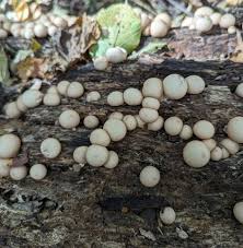 Attēlu rezultāti vaicājumam “Leptobryum pyriforme sporophyte”