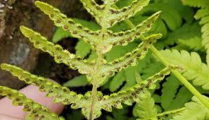 Attēlu rezultāti vaicājumam “Phegopteris connectilis”