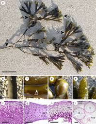 Attēlu rezultāti vaicājumam “Fucus vesiculosus”