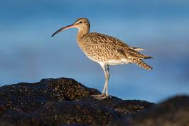 Attēlu rezultāti vaicājumam “Numenius phaeopus”