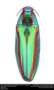 Attēlu rezultāti vaicājumam “Buprestidae”