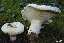 Attēlu rezultāti vaicājumam “Lactarius bertillonii”