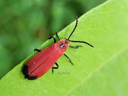 Attēlu rezultāti vaicājumam “Coniopterygidae”