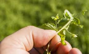 Attēlu rezultāti vaicājumam “Veronica persica fruit”