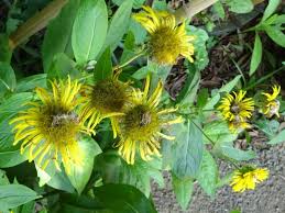 Attēlu rezultāti vaicājumam “Inula britannica flower”