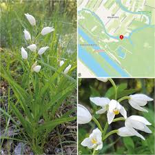 Attēlu rezultāti vaicājumam “Cephalanthera longifolia”