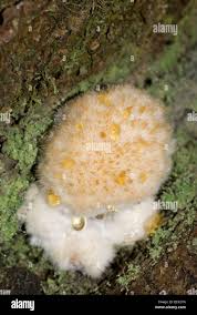 Attēlu rezultāti vaicājumam “Postia ptychogaster”