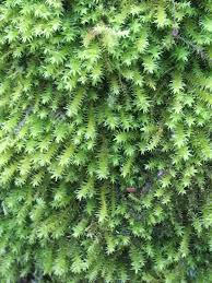 Attēlu rezultāti vaicājumam “Anomodon viticulosus”