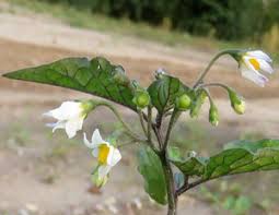 Attēlu rezultāti vaicājumam “Oenothera rubricauli flower”