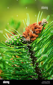 Attēlu rezultāti vaicājumam “Pinus sylvestris female flower”