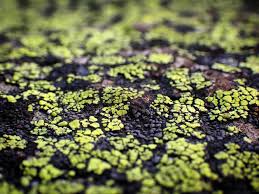 Attēlu rezultāti vaicājumam “Rhizocarpon geographicum”