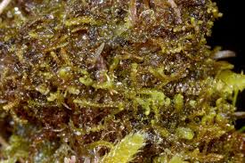 Attēlu rezultāti vaicājumam “Odontoschisma denudatum”