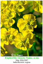 Attēlu rezultāti vaicājumam “Euphorbia virgata flower”
