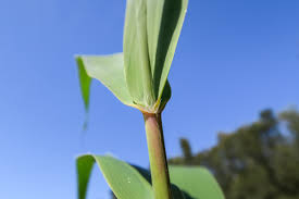 Attēlu rezultāti vaicājumam “Phragmites communis leaf”