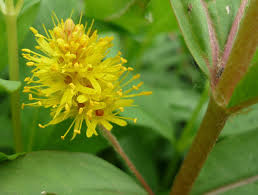 Attēlu rezultāti vaicājumam “Lysimachia thyrsiflora”
