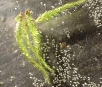 Attēlu rezultāti vaicājumam “Taxiphyllum wissgrillii”