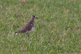 Image result for Vanellus gregarius