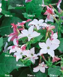 Image result for Nicotiana x sanderae