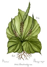Attēlu rezultāti vaicājumam “Plantago major leaf”