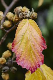 Attēlu rezultāti vaicājumam “Hamamelis virginiana leaf”