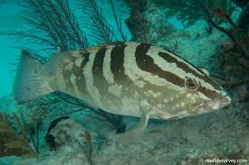 Image result for Epinephelus striatus