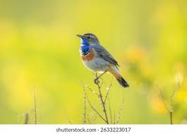 Attēlu rezultāti vaicājumam “Luscinia svecica”