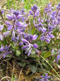 Attēlu rezultāti vaicājumam “Polygala vulgaris”