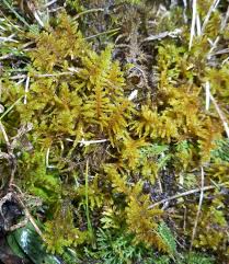 Attēlu rezultāti vaicājumam “Abietinella abietina”