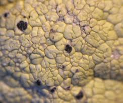 Attēlu rezultāti vaicājumam “Pertusaria pertusa”