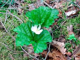 Attēlu rezultāti vaicājumam “Rubus chamaemorus leaf”