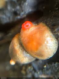 Attēlu rezultāti vaicājumam “Badhamiopsis praetermissa”