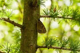 Attēlu rezultāti vaicājumam “Lopinga achine underside”