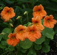 Image result for Tropaeolum majes