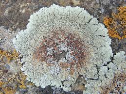 Attēlu rezultāti vaicājumam “Lecanora muralis”