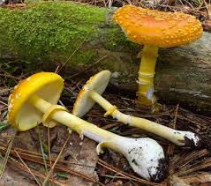 Attēlu rezultāti vaicājumam “Amanita crocea”