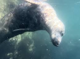 Image result for Wyndley Seals Snorkelling Club