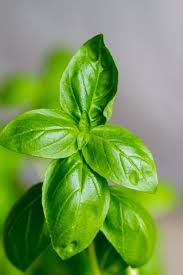 Attēlu rezultāti vaicājumam “Ocimum basilicum leaf”