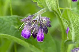 Attēlu rezultāti vaicājumam “Symphytum officinale leaf”