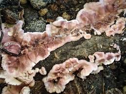 Attēlu rezultāti vaicājumam “Chondrostereum purpureum”