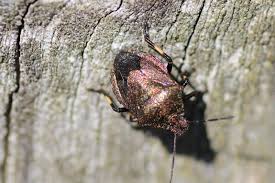 Attēlu rezultāti vaicājumam “Jalla dumosa imago”