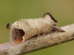 Attēlu rezultāti vaicājumam “Clostera pigra”