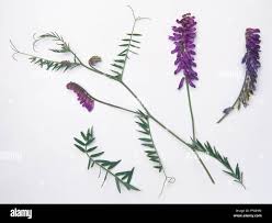 Attēlu rezultāti vaicājumam “Vicia cracca leaf”