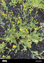 Attēlu rezultāti vaicājumam “Senecio viscosus flower”