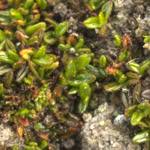 Attēlu rezultāti vaicājumam “Aloina rigida”