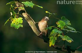Attēlu rezultāti vaicājumam “Garrulus glandarius adult”