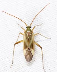 Attēlu rezultāti vaicājumam “Collaria sp.”