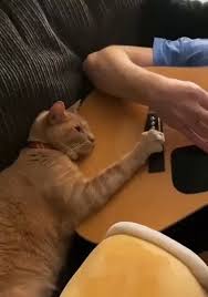 Image result for Cat sleeping in guitar